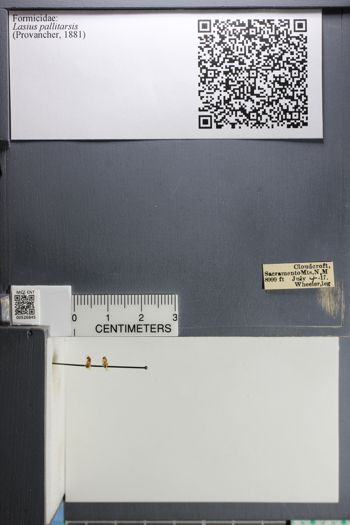 Media type: image; Entomology 526845